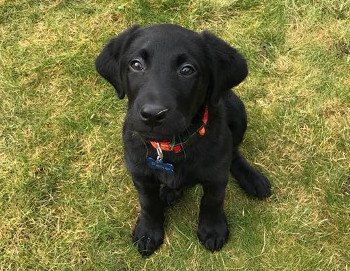 Puppy_Visit